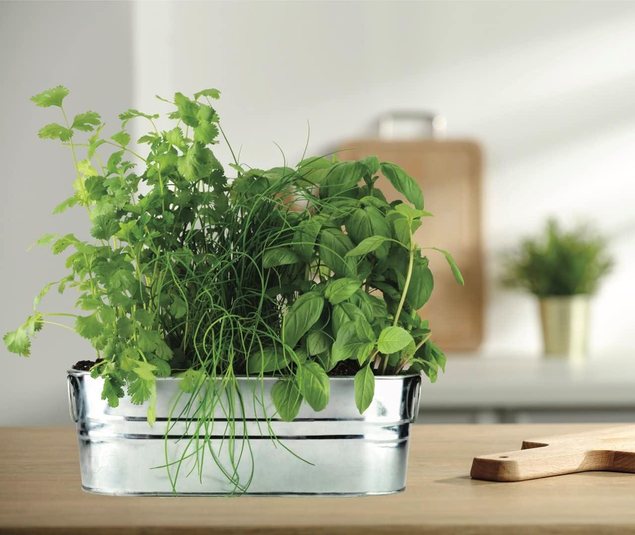 Buzzy Kitchen Herb (Organic Basil, Cilantro & Chives) Indoor Windowsill Grow Kit