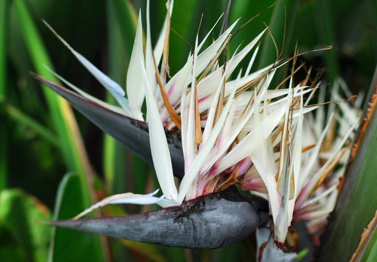 Giant White Bird of Paradise in Black Pot