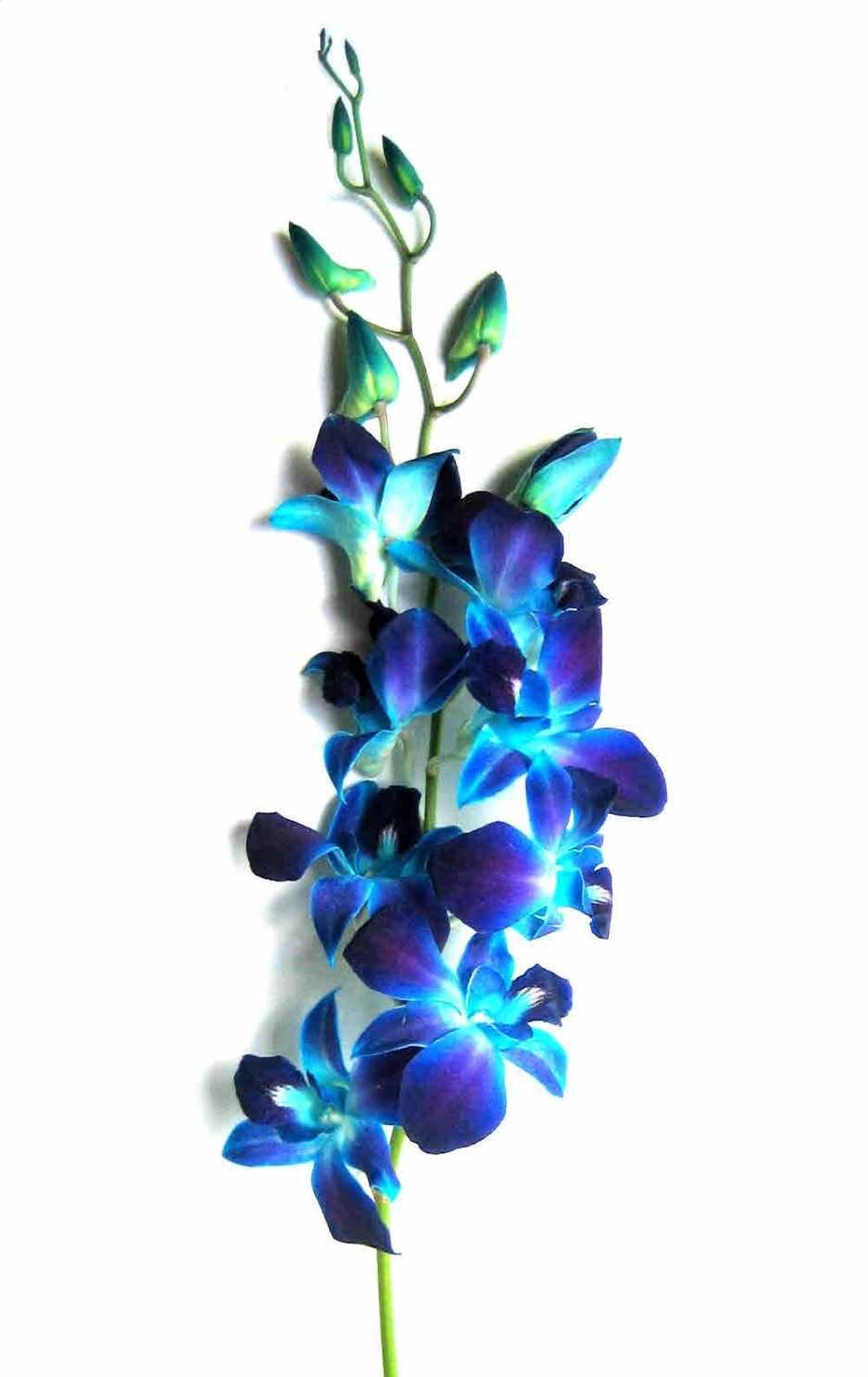 KaBloom : Bouquet of Fresh 10 Blue Dendrobium Orchids, Next-Day Delivery.