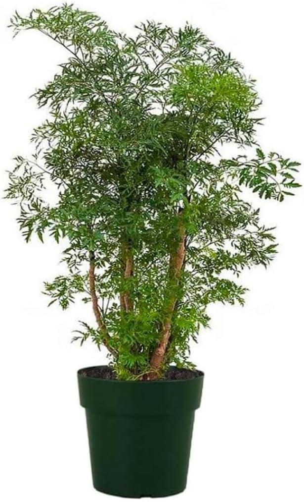 American Plant Exchange Ginseng Ficus Bonsai Tree, Exotic Live Plant, 6-Inch Pot, Perect for Home and Office