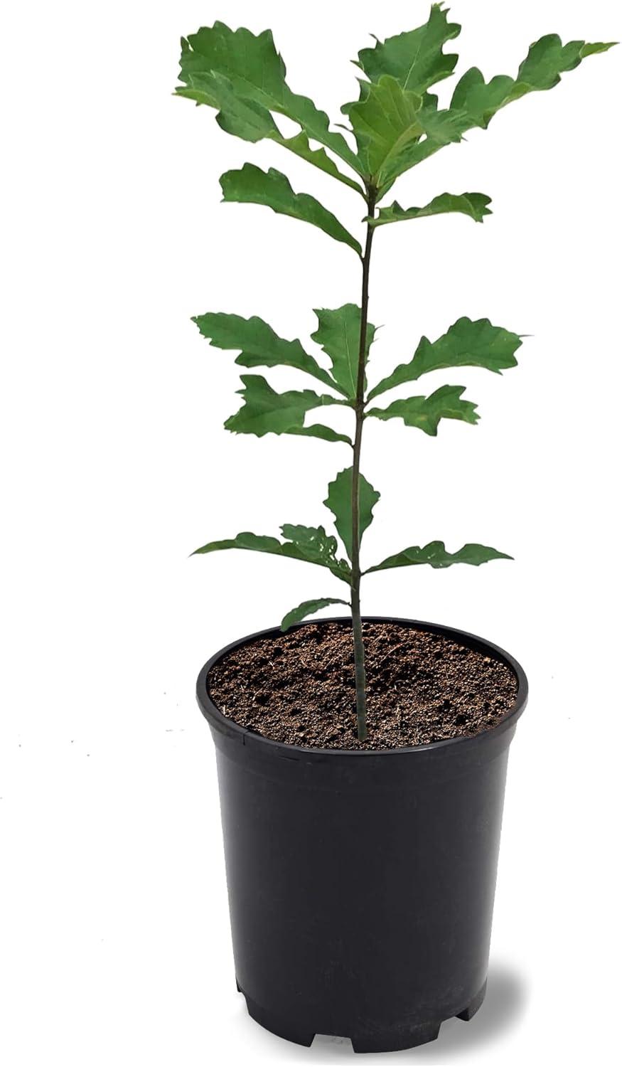 Swamp White Oak Live Shade Tree in 1-Gallon Pot