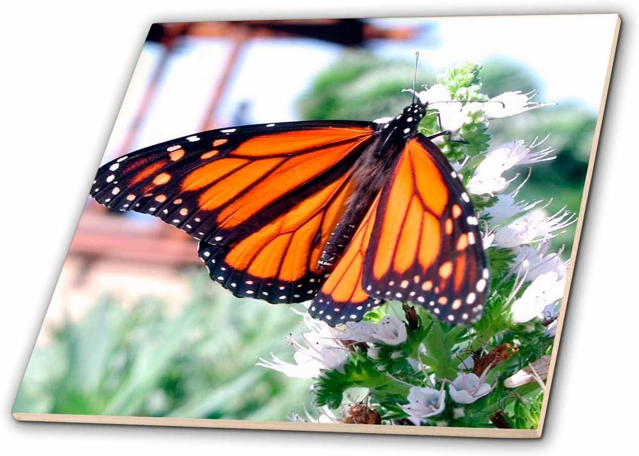 Monarch Butterfly Ceramic Tile, 12-Inch, High Gloss Finish