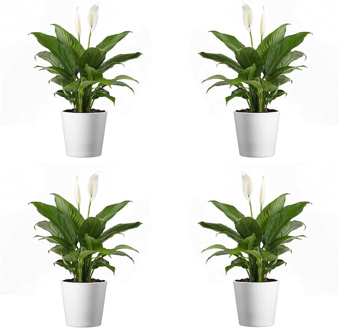 American Plant Exchange American Plant Exchange Live Flowering Plant Spathiphyllium Peace Lily, 4-Inch Pot, Bundles, Stylish Pot Cover Included