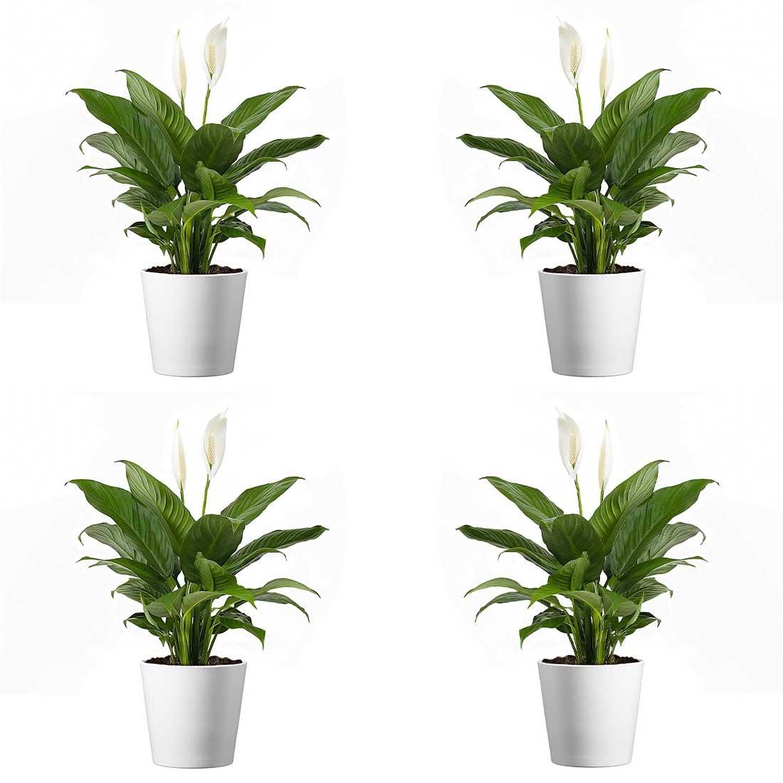 American Plant Exchange American Plant Exchange Live Flowering Plant Spathiphyllium Peace Lily, 4-Inch Pot, Bundles, Stylish Pot Cover Included