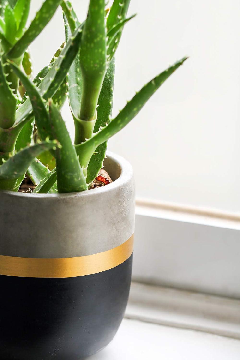 Set of 3 Modern 4-Inch Cement Succulent Planter Pots