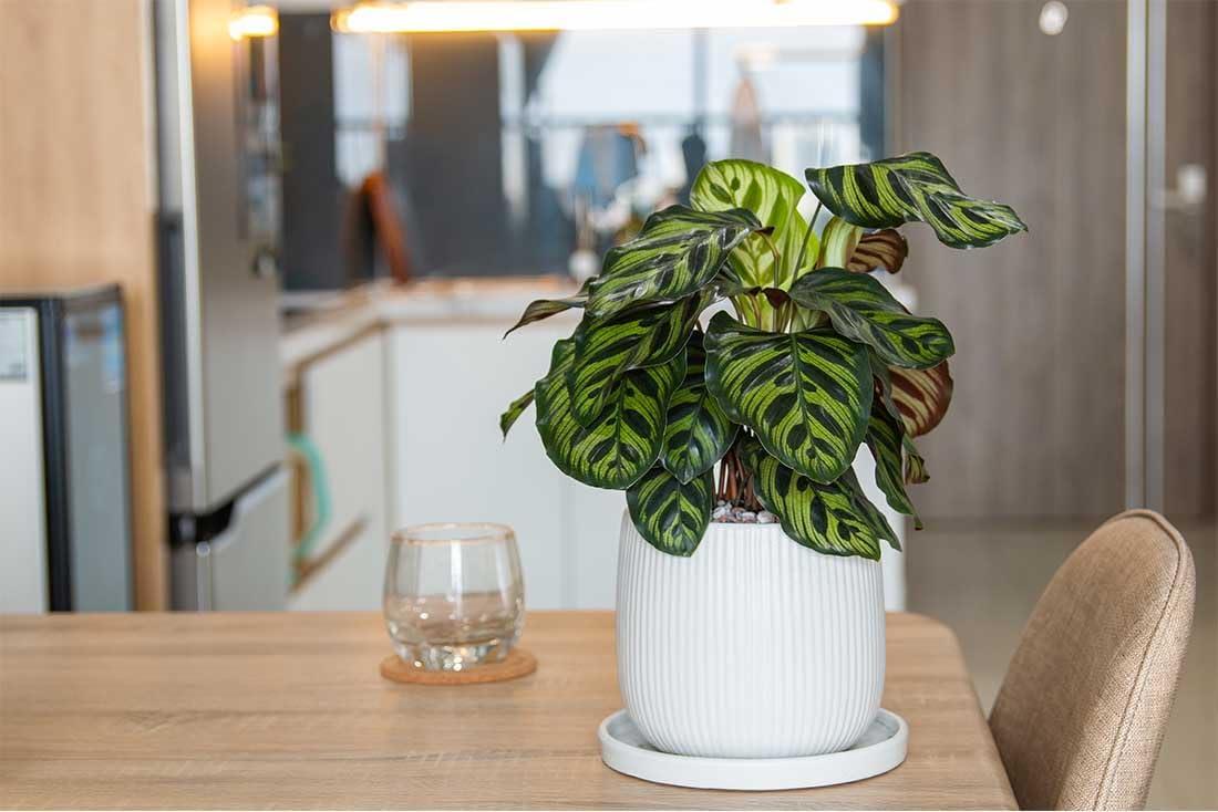 American Plant Exchange Makoyana Calathea Prayer Plant, Live Tropical Plant, Purple & Green Foliage Houseplant