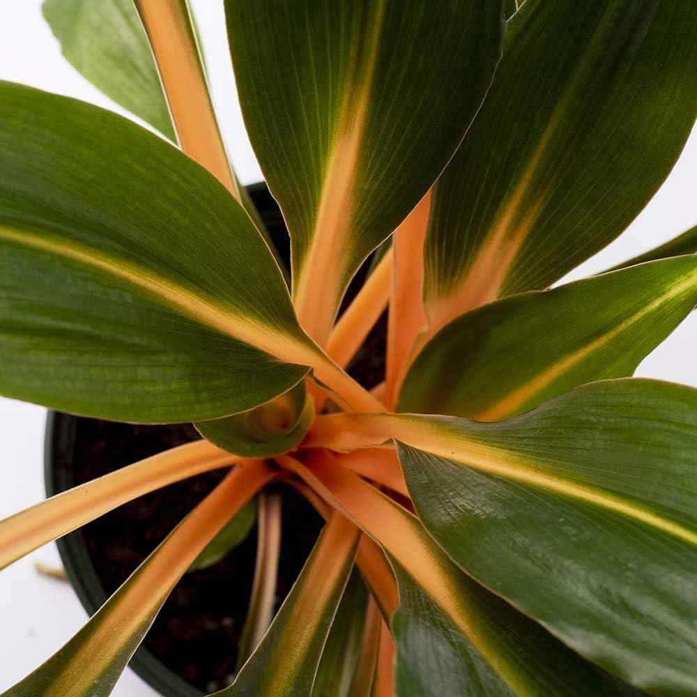 Fire Flash Spider Plant with Orange Petioles in 6" Pot