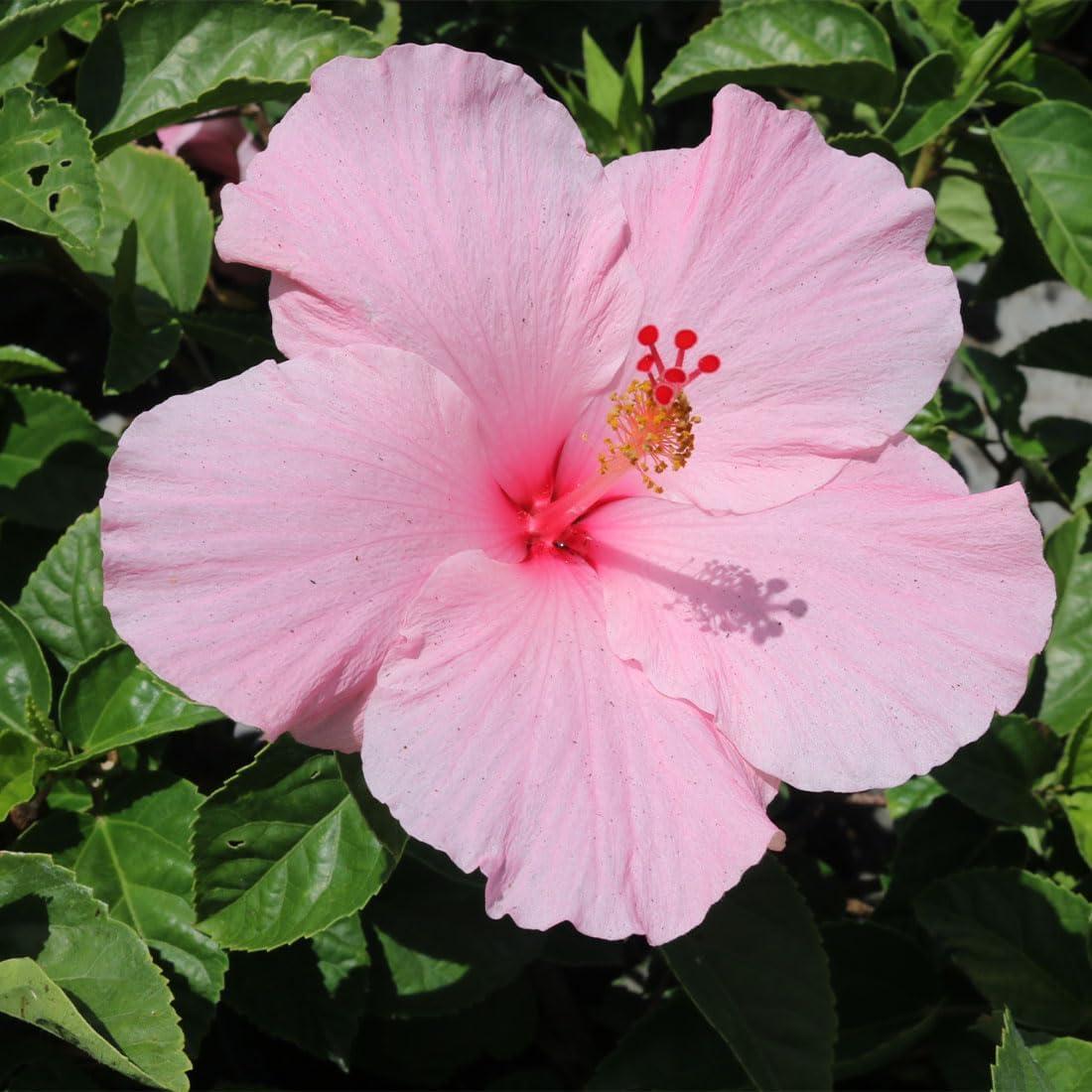 American Plant Exchange Hibiscus Seminole Pink Bloom, Large Tropical Live Plant, 10-Inch Pot, Landscape & Houseplant W/ Direct Light