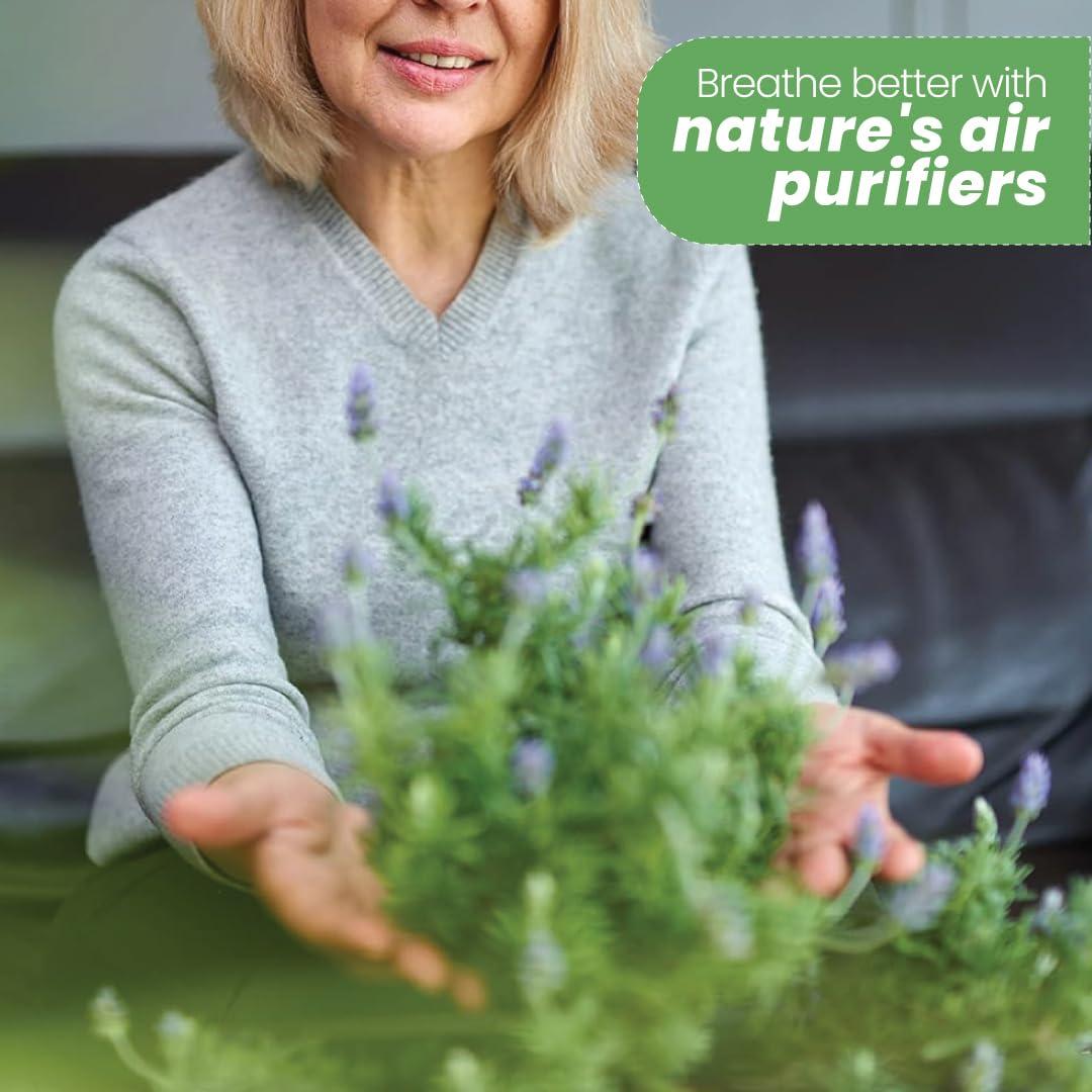 American Plant Exchange American Plant Exchange English Lavender, Live Aeromatic Plant, 6-Inch Pot, Flowering Houseplant Perfect for Windowsills