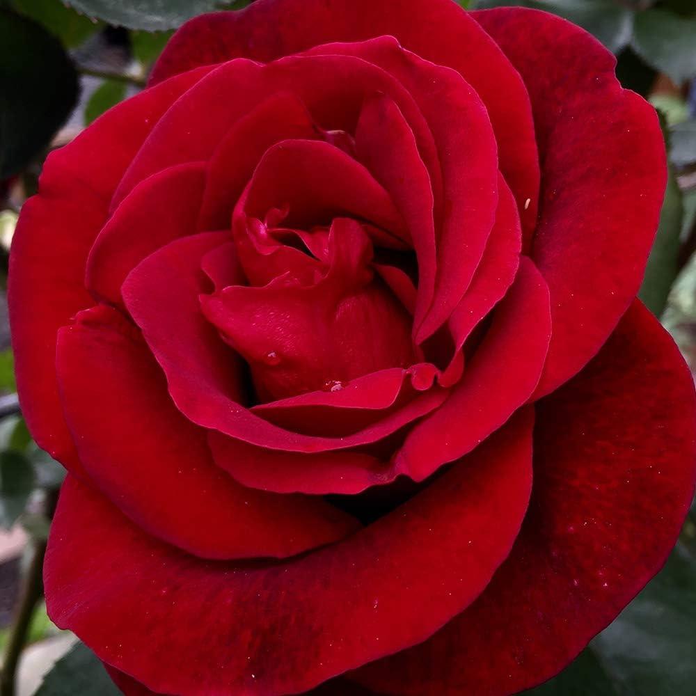 Heirloom Roses Climbing Rose Bush - The Don Juan Plant , Live Fragrant Plants For Outdoors , Red Own Root Bushes For Planting Outdoors