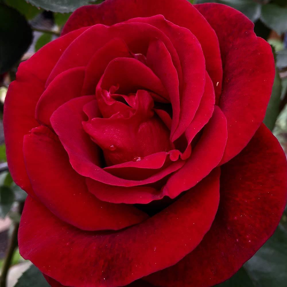 Heirloom Roses Climbing Rose Bush - The Don Juan Plant , Live Fragrant Plants For Outdoors , Red Own Root Bushes For Planting Outdoors