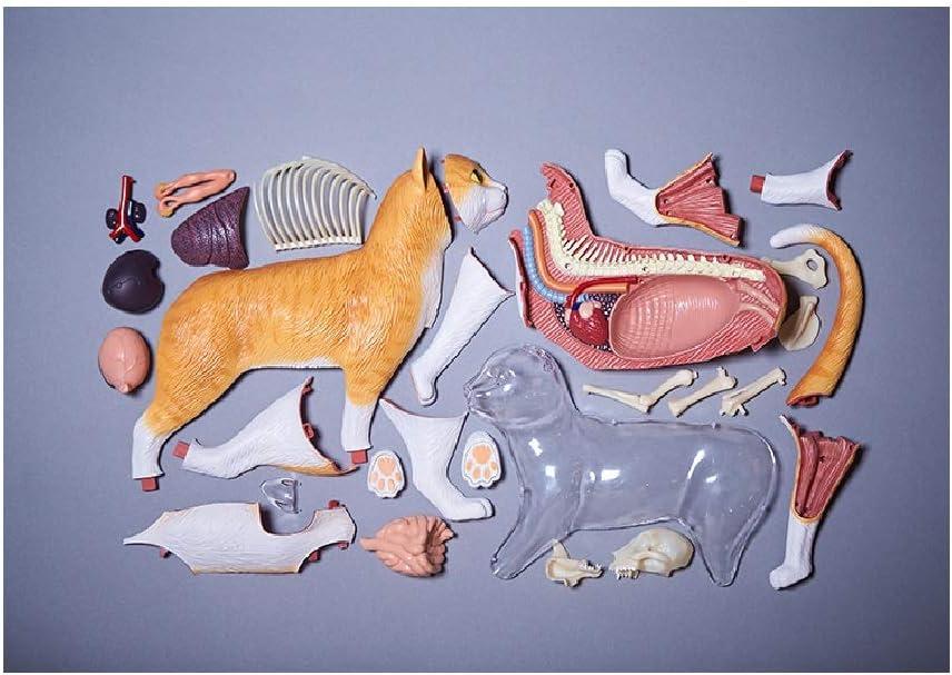 Multicolor 11.5" Cat Anatomy Model with Detachable Parts