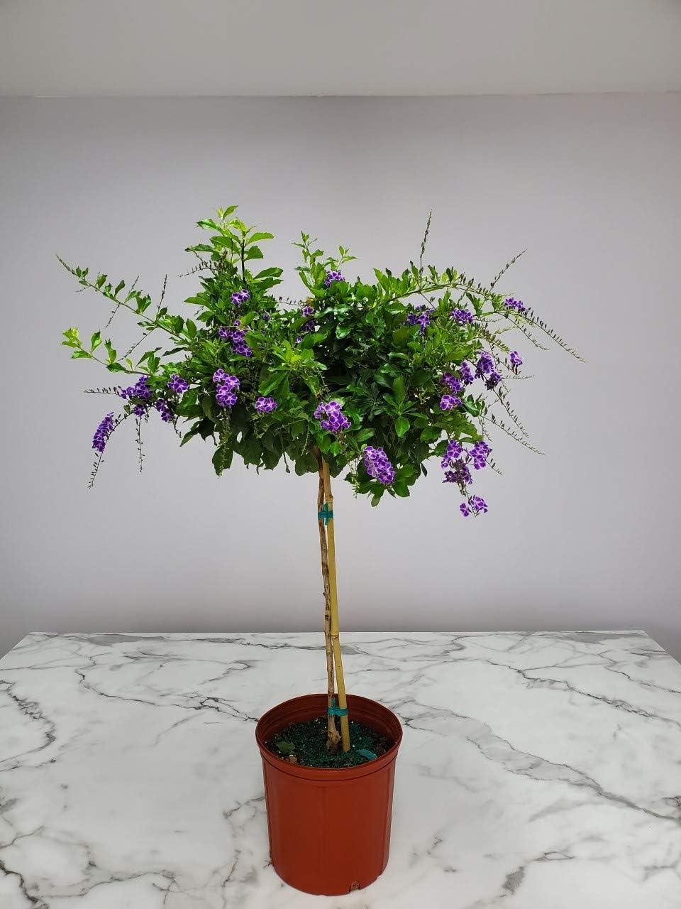 Tropical Plants of Florida 36" to 42" Sapphire Showers Duranta Tree; Full Sunlight, Nursery Pot