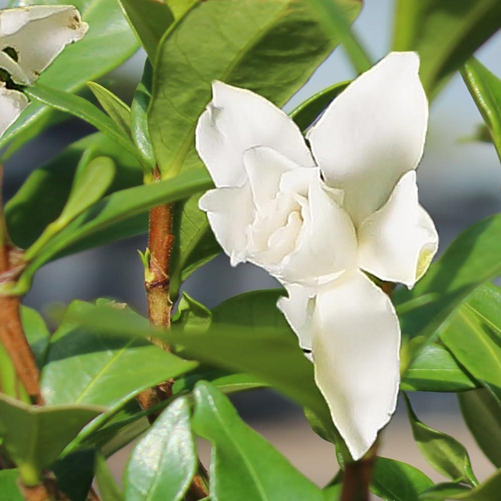 Brussel's Live Gardenia Outdoor Bonsai Tree - 8 Years Old; 8" to 12" Tall with Decorative Container, Humidity Tray & Deco Rock - Not Sold in Arizona