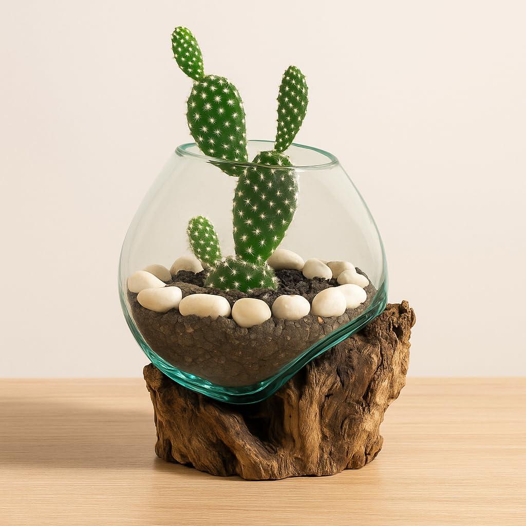 Elegant Driftwood & Glass Planter for Outdoor and Indoor Decor