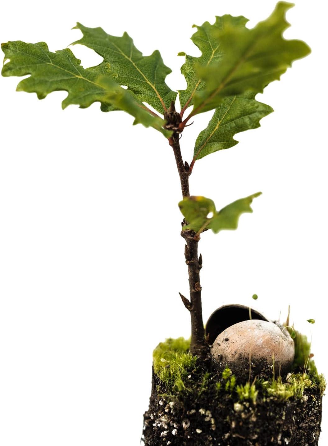 Oregon White Oak | Medium Tree Seedling | The Jonsteen Company