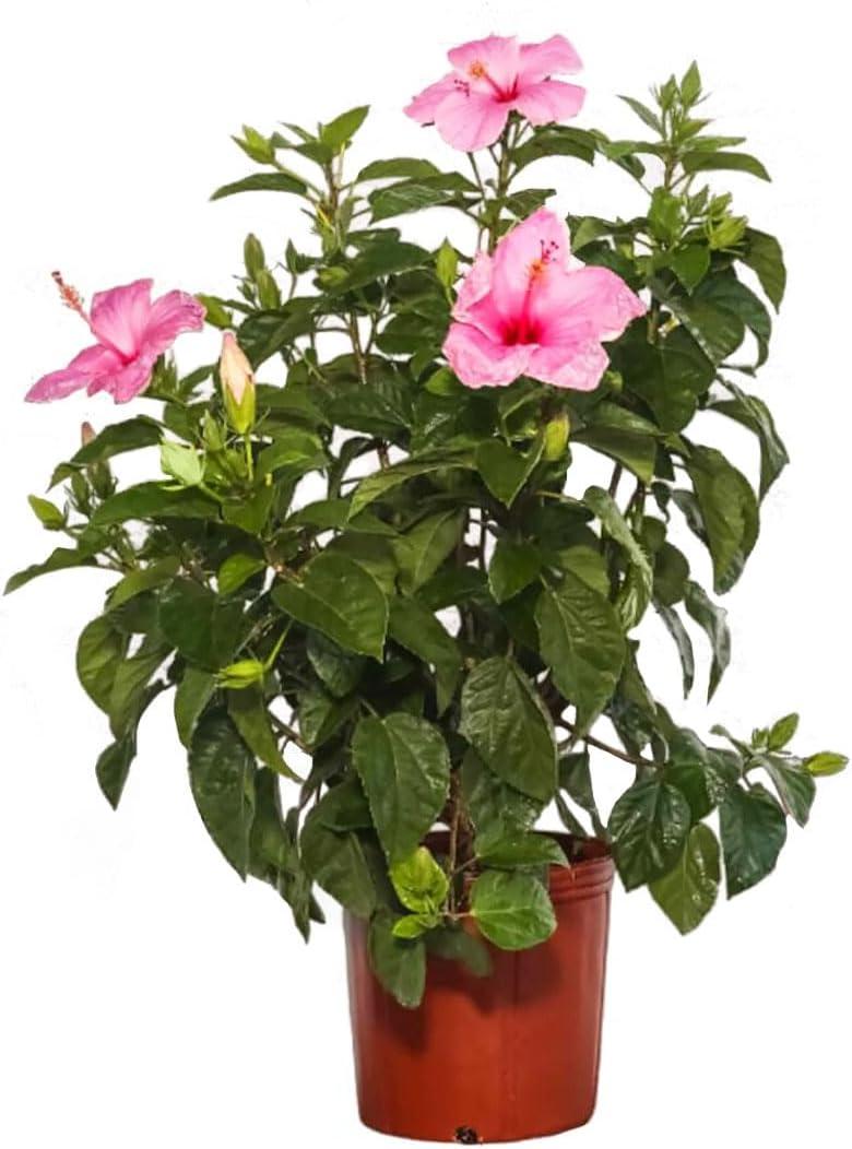 Large Pink Hibiscus Bush in 10-Inch Pot for Partial Sun