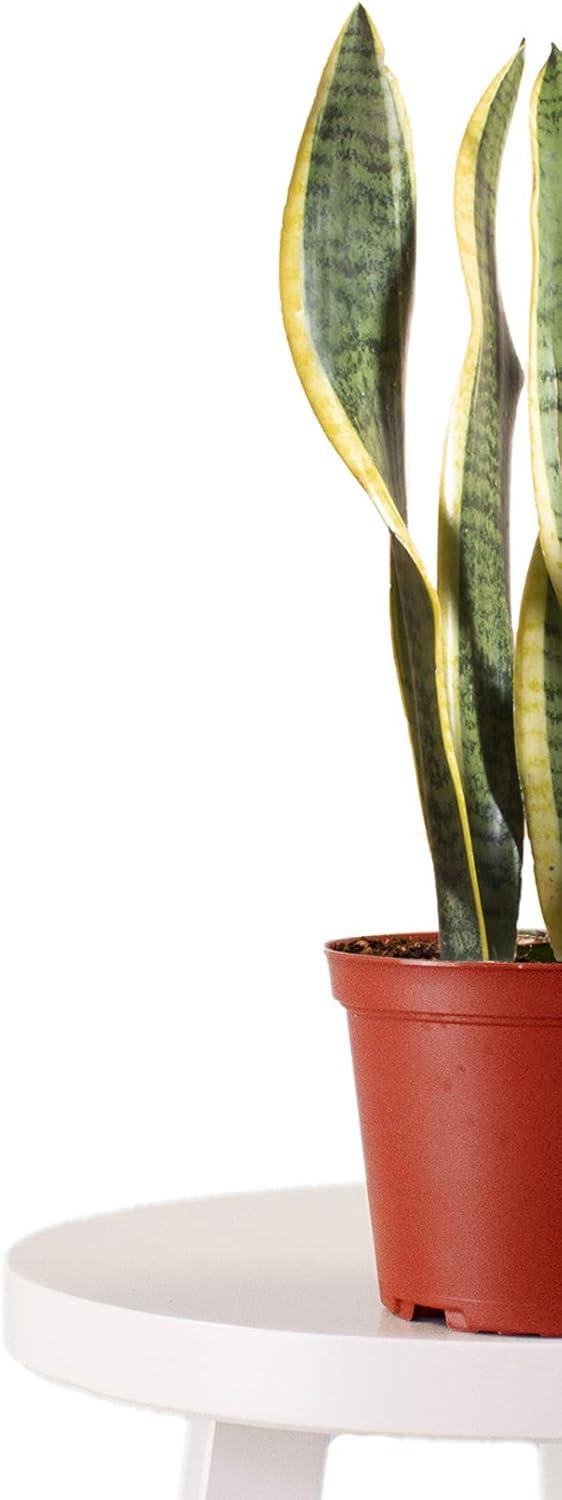 Sansevieria Laurentii 'Snake Plant' House Plant in 6" Grow Pot