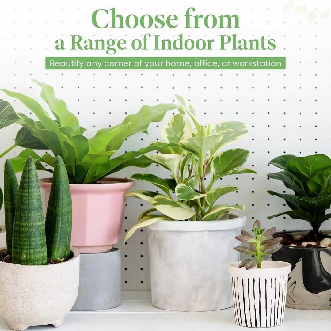 American Plant Exchange American Plant Exchange Silver Satin Pothos Hanging Basket, 8-Inch Pot, Exotic Live Plant, Vining Houseplant Perfect to Hang on Any Hook!