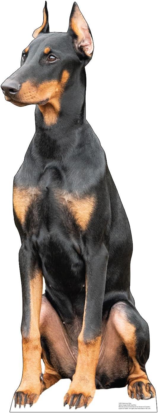 48 x 18 in. Doberman Dog Life-Size Cardboard Cutout