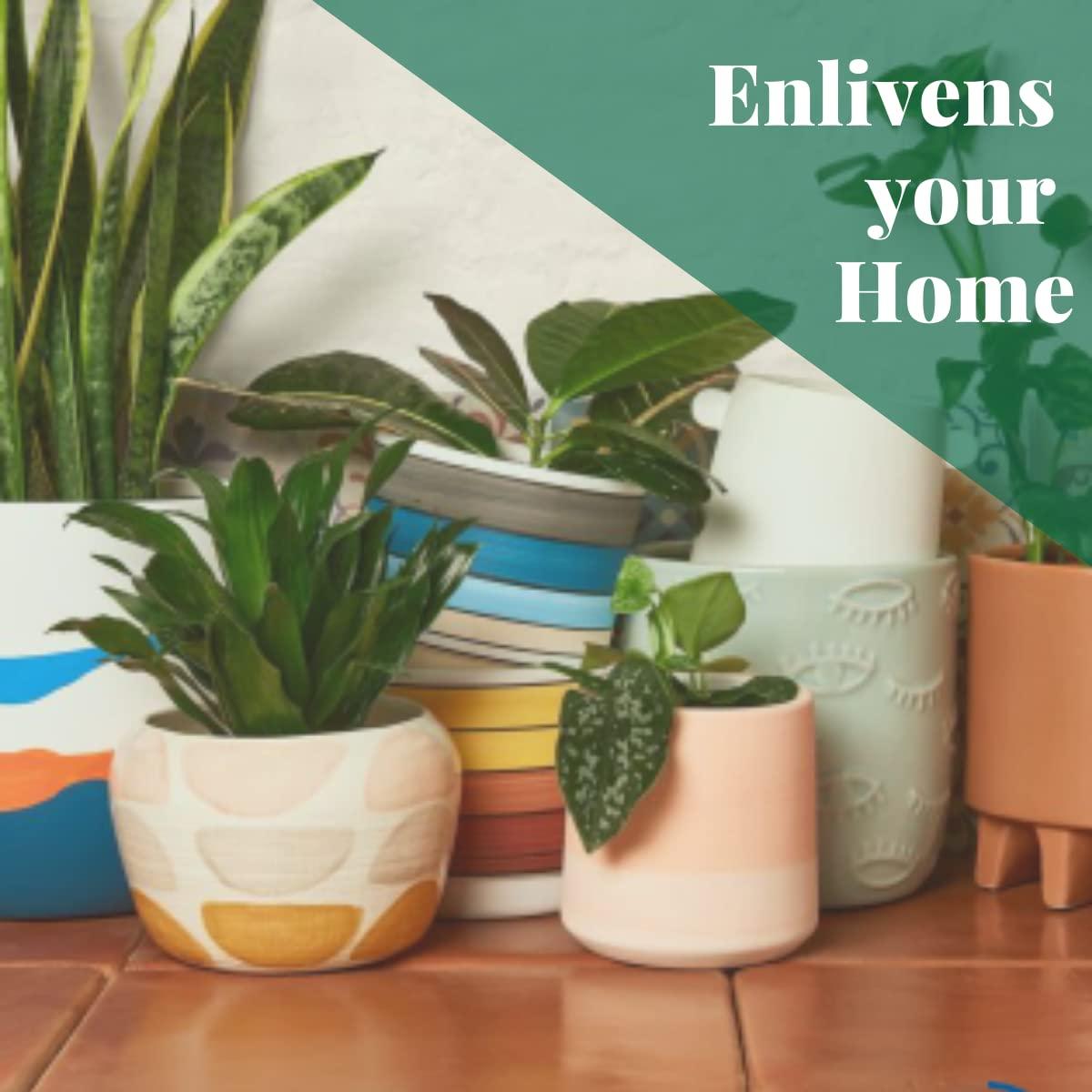 House Plant Shop | Dracaena 'Colorama' - 3" Pot | Live Indoor Plant | Free Care Guide