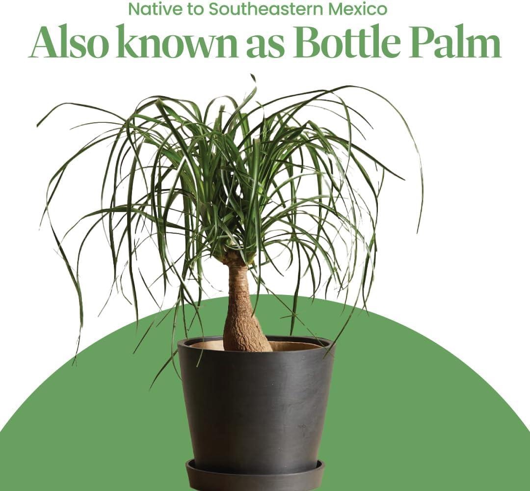 American Plant Exchange Ponytail Palm Tree, Extra Large Floor Plant, 10-Inch Pot, 3ft Tall, One-of-a-Kind Houseplant