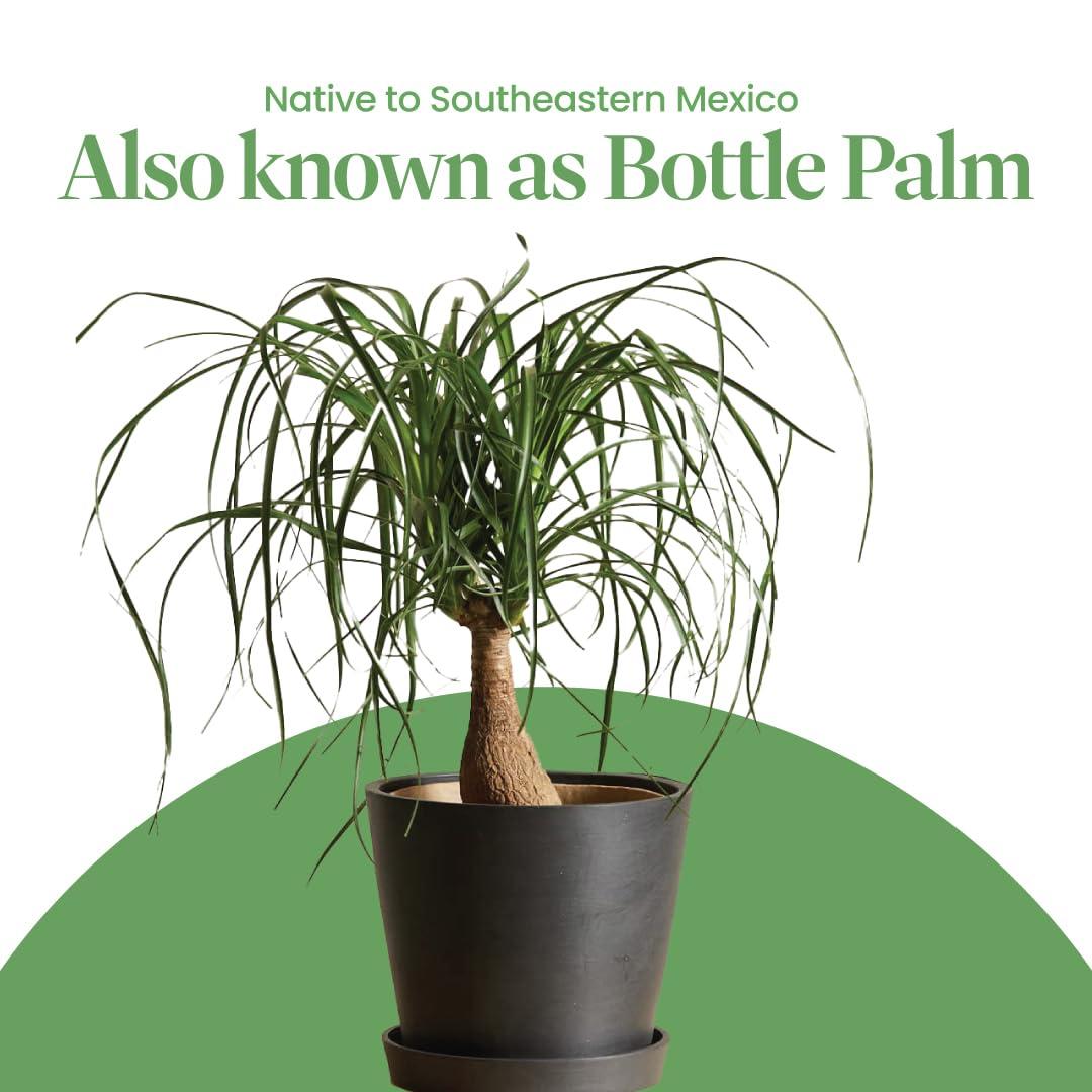 American Plant Exchange Ponytail Palm Tree, Extra Large Floor Plant, 10-Inch Pot, 3ft Tall, One-of-a-Kind Houseplant