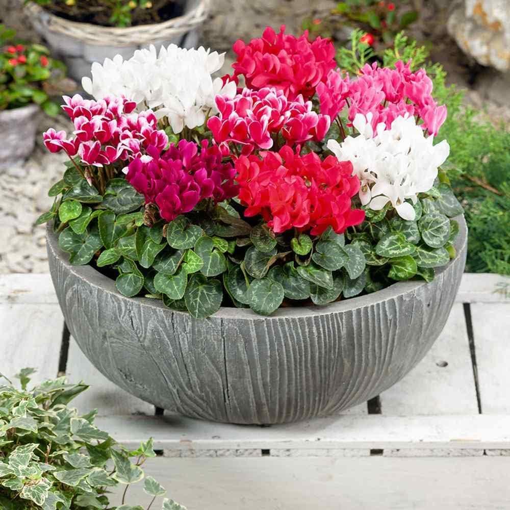 Outsidepride Annual Cyclamen Persicum for Partial Shade - 100 Seeds