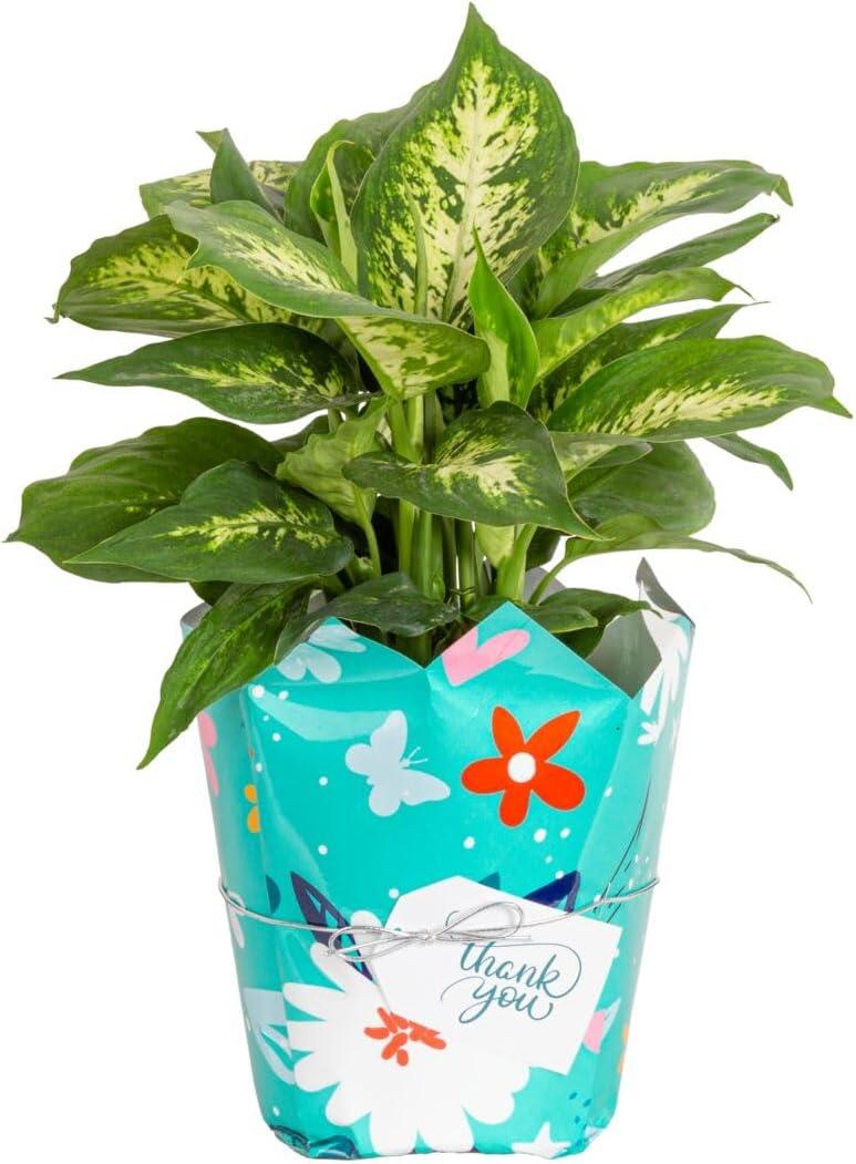 Costa Farms 12" Tall Dieffenbachia, Bright Indirect Sunlight, Indoor Live House Plants, Grow Pot