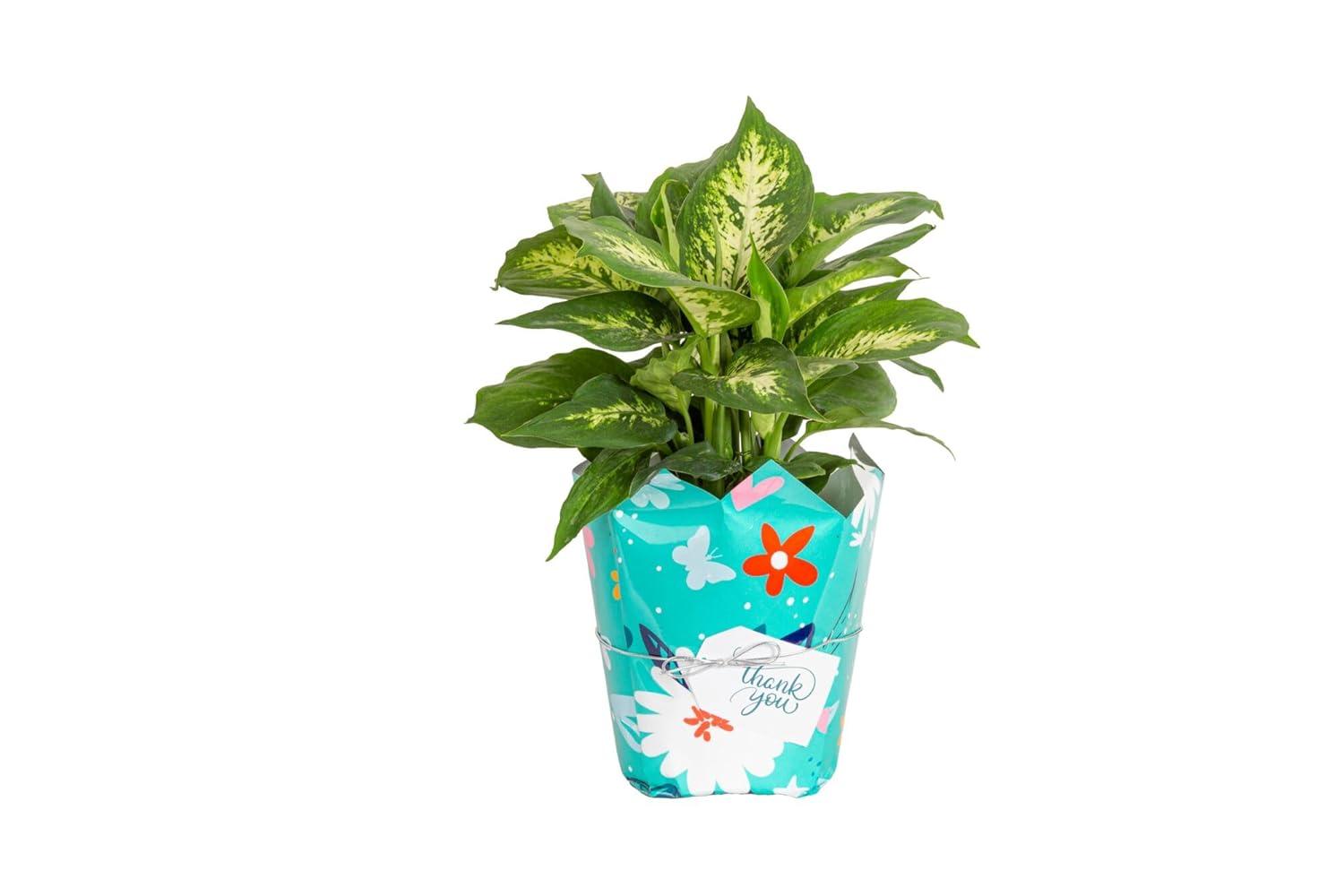 Costa Farms 12" Tall Dieffenbachia, Bright Indirect Sunlight, Indoor Live House Plants, Grow Pot