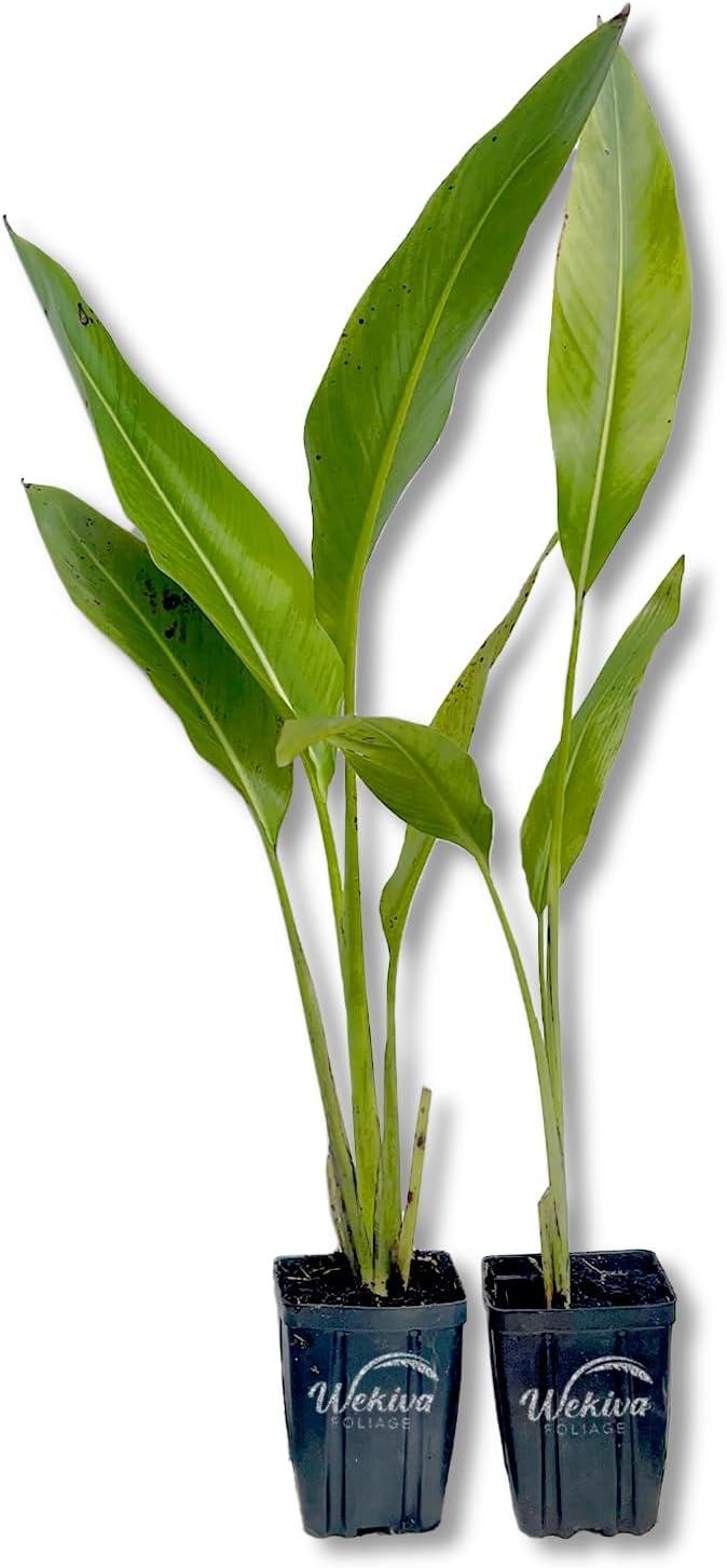 Travelers Palm - 2 Live Plants in 4 Inch Growers Pots - Ravenala Madagascariensis - Rare Ornamental Palms of Florida