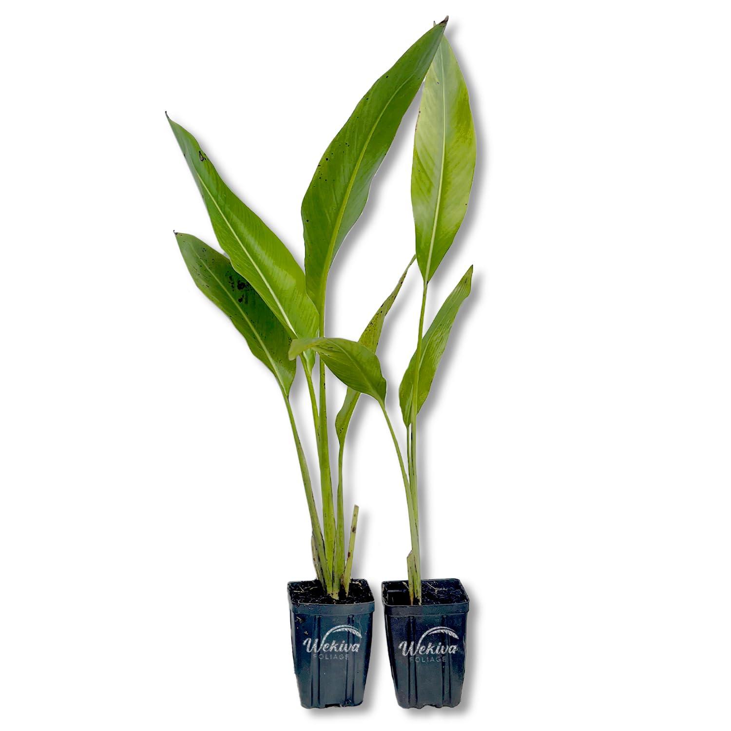 Travelers Palm - 2 Live Plants in 4 Inch Growers Pots - Ravenala Madagascariensis - Rare Ornamental Palms of Florida