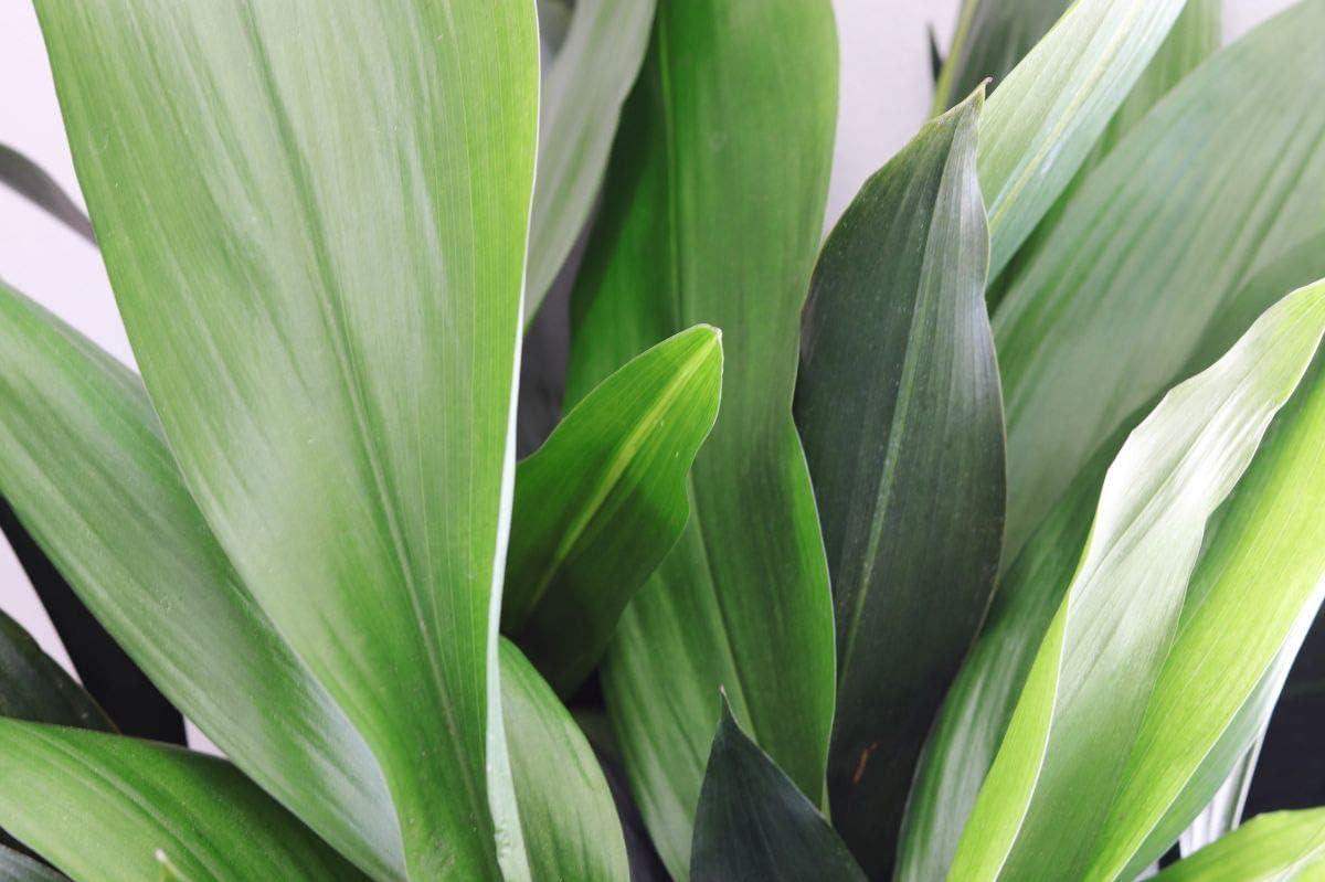 Aspidistra Elatior Cast Iron Plant in 6-Inch Pot