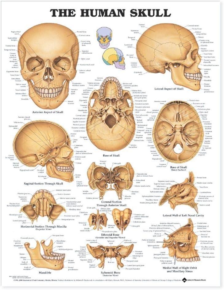 Anatomy Lab Human Skull Anatomy Laminated Poster