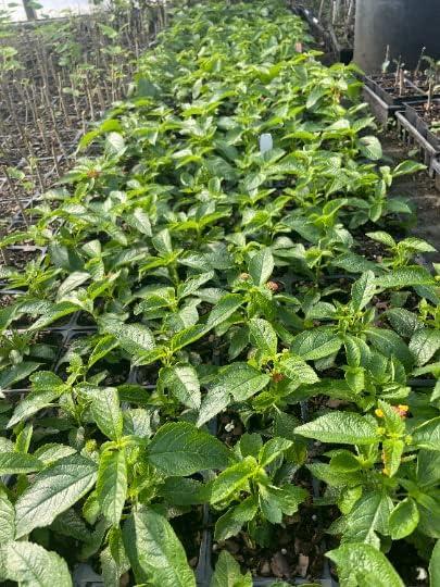 3 Miss Huff Lantana Camara Flowers Cold Hardy-3.5 inch Pots