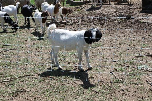 Starkline 35" x 164' Blue Electric Fence Netting with Stainless Steel Conductors