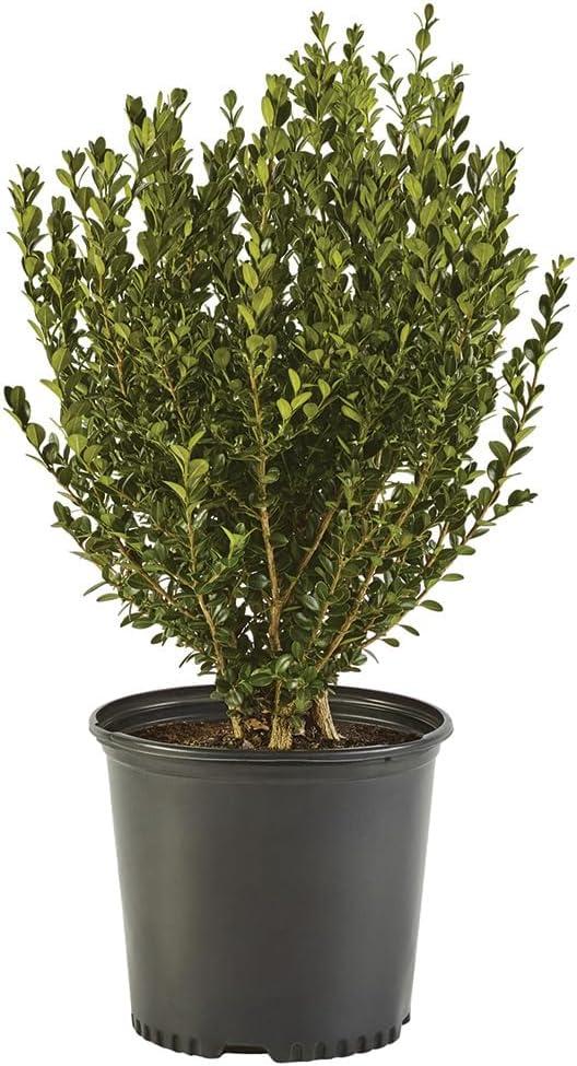 Expert Gardener 1 Gallon Wintergreen Boxwood Live Shrub