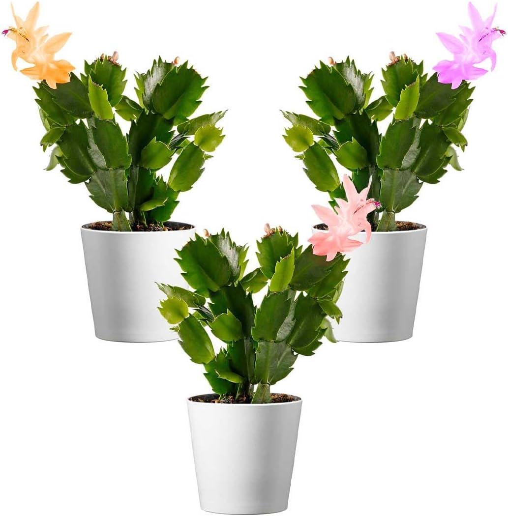 American Plant Exchange Live Flowering Christmas Cactus Plant, 4-Inch Pots, Bundles