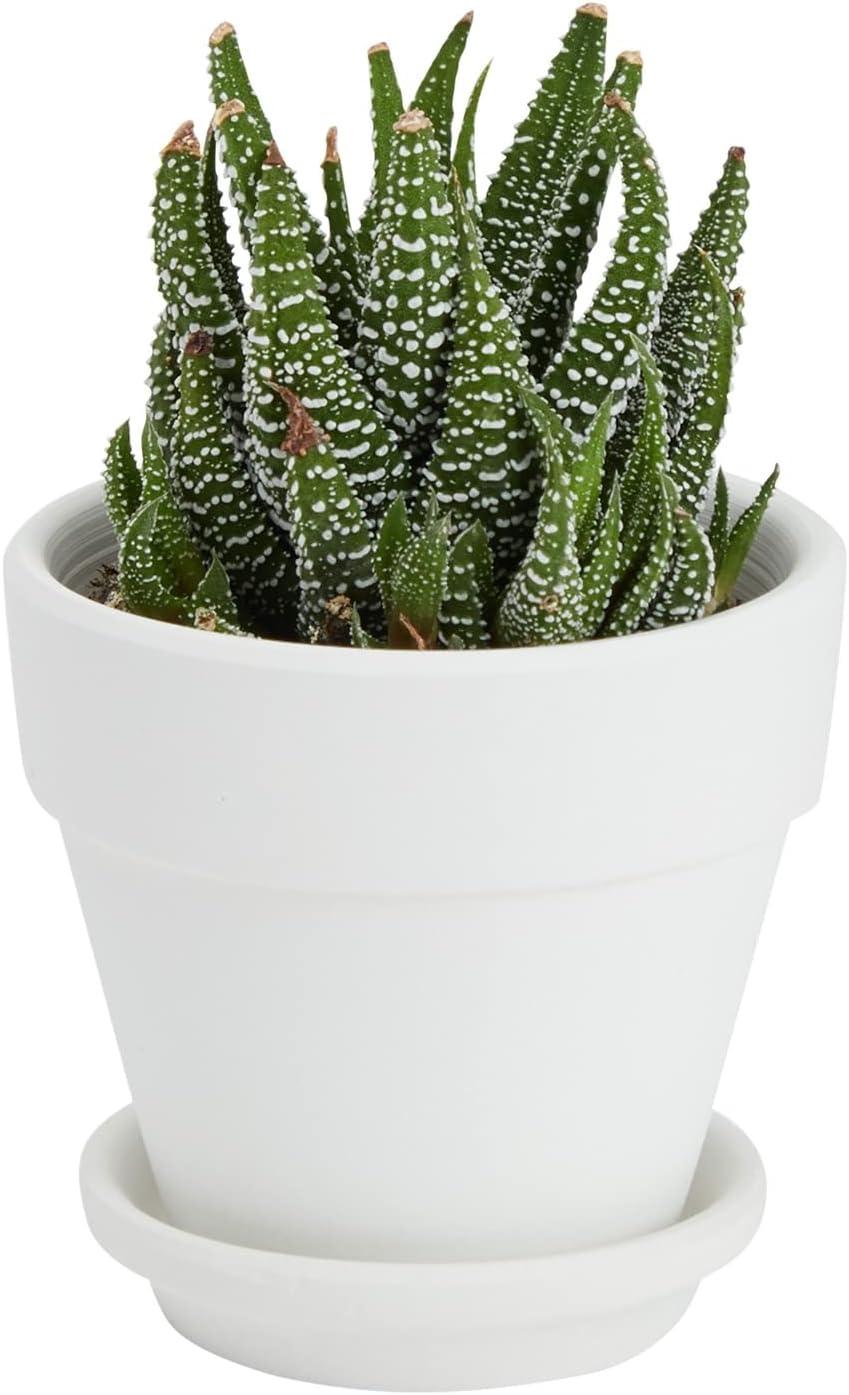 Juvale 12 Pack White Clay Mini Terracotta Pots with Saucers and Drainage Hole, Paintable Pottery for Succulents, Crafts, and Wedding Decor, 3 Inch
