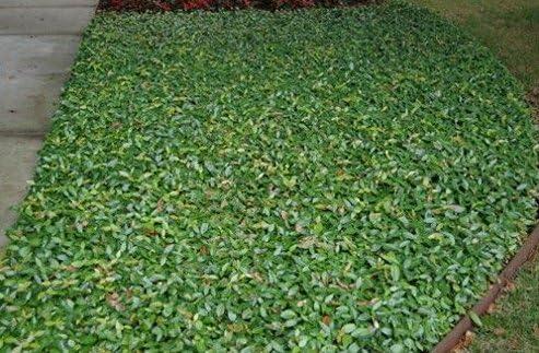 Asiatic Jasmine Minima 2" Evergreen Groundcover Shrub - 60 Live Plants