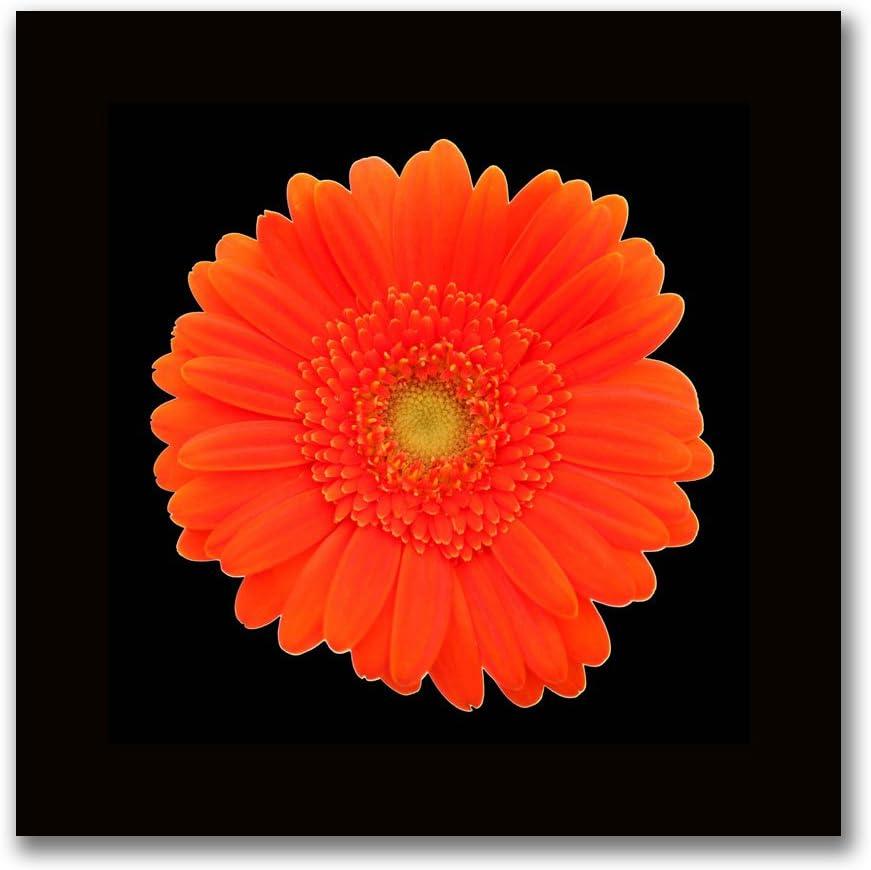 "Orange Gerber Daisy" Framed Graphic Art on Wrapped Canvas