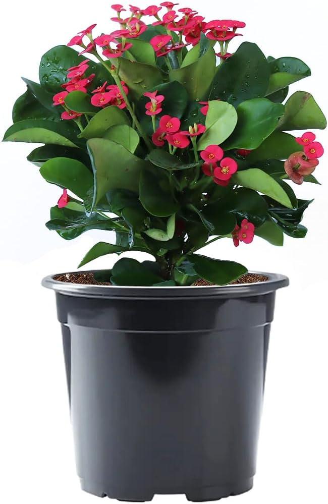 Yellow Crown of Thorns Indoor Flowering Plant in Black Pot