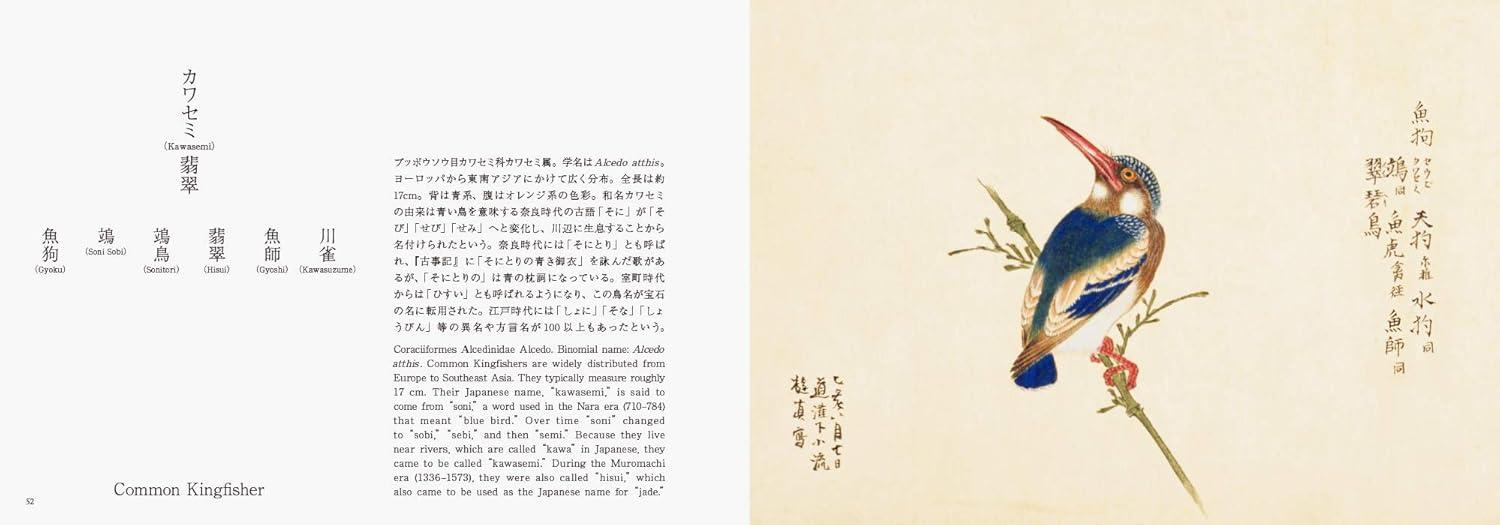 Birds of EDO - (Pie EDO Nature Illustration) by  Kazuhiko Tajima (Paperback)