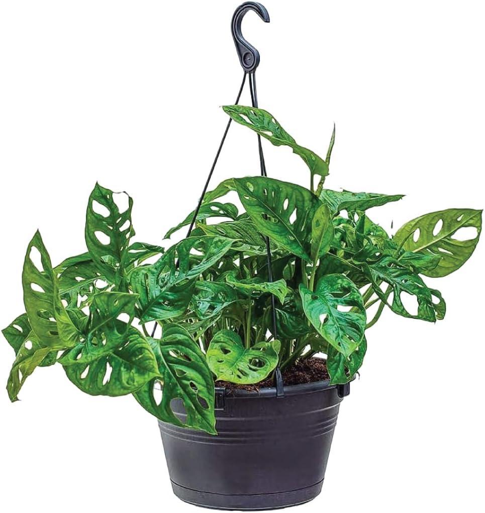 American Plant Exchange Monstera Adansonii Swiss Cheese Hanging Basket Live Plant, 2 Gallon Pot