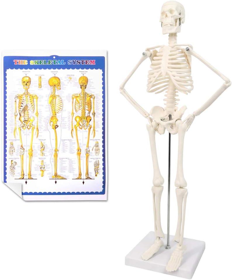 NEW HORIZON 17.7“ High Scientific Human Skeleton Model for Anatomy,Anatomy Human Body Model,with Movable Arms and Legs Bones Structures,Whole Spine and Ribs of The Skeleton Model are Integrated