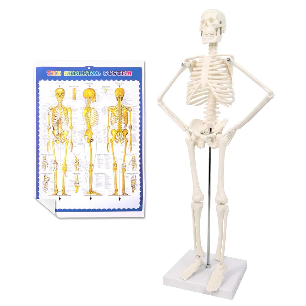 NEW HORIZON 17.7“ High Scientific Human Skeleton Model for Anatomy,Anatomy Human Body Model,with Movable Arms and Legs Bones Structures,Whole Spine and Ribs of The Skeleton Model are Integrated