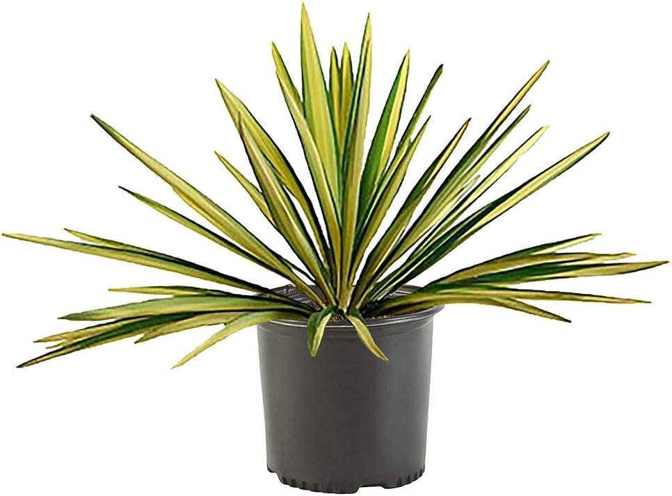 Creamy White and Dark Green Yucca 'Color Guard' 2.25 Gallon Evergreen Shrub