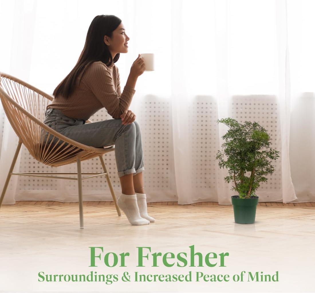 American Plant Exchange Ginseng Ficus Bonsai Tree, Exotic Live Plant, 6-Inch Pot, Perect for Home and Office