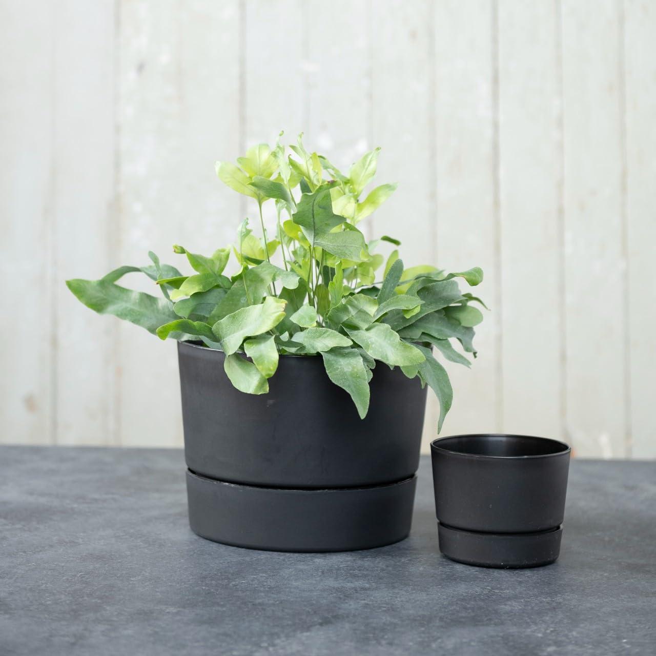 Root & Vessel Majestic Low Profile Cylinder Pot, Black, 4.5"