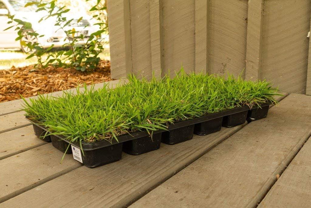 Florida Foliage Zoysia Sod Plugs - Large 3" x 3" Plugs - 18 Count Tray - Drought, Salt & Shade Tolerant Turf Grass